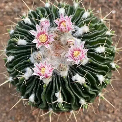 仙人球防辐射吗(仙人球防辐射吗,放电脑的什么位置好?