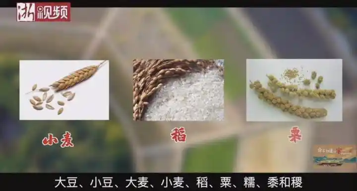 皇帝籍田时种下的,共有9种农作物:大豆,小豆,大麦,小麦,稻,粟(小米)