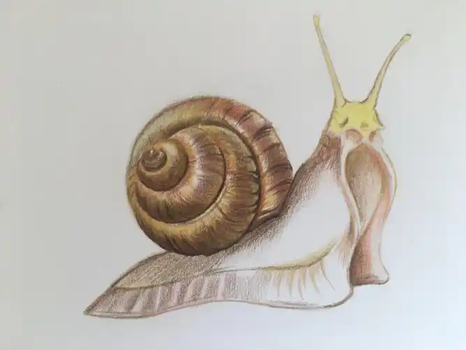 彩铅临摹(蜗牛)