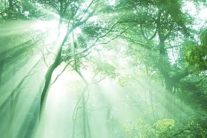 清晨的第一缕阳光|阳光_新浪新闻