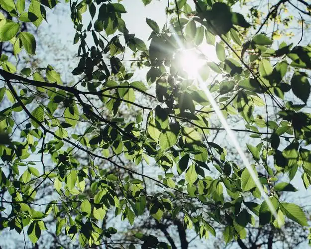阳光透过树叶的缝隙壁纸