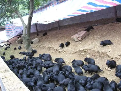 我是徐州人,看到黑豚猪养殖很感兴趣,想进行养殖,黑豚鼠在哪里能买到