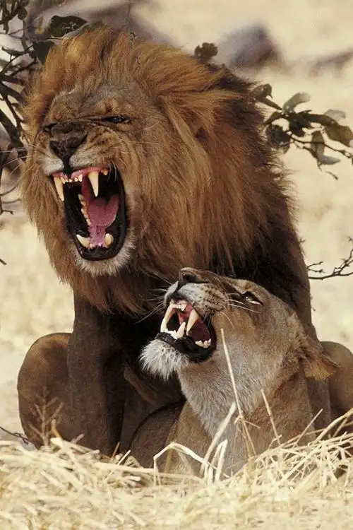 野生动物猛兽摄影图片集锦