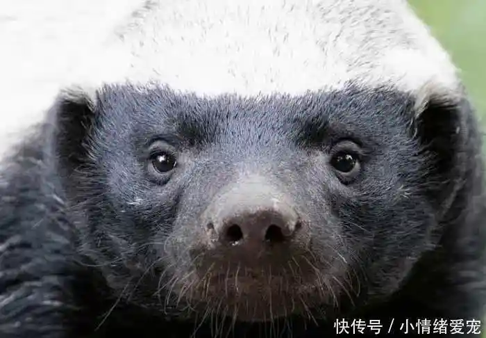 不惧怕老虎狮子的"平头哥", 因为生性好斗, 如今快把自己整灭绝了