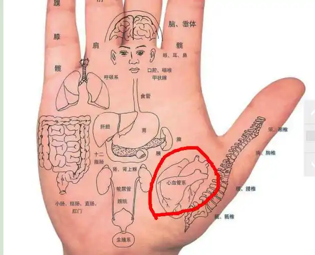 手掌痛,用手按着同,双手都是,干活的时候还酸.