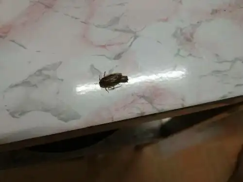 木床出现大量咖啡色虫子,长条,有翅膀,不知道能不能飞,爬的很快.