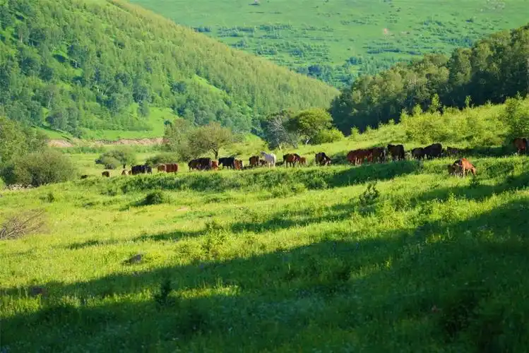 柳树沟稀树草原,今年比往年更美,美的让人窒息