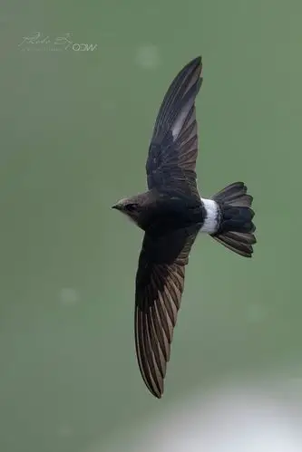 莱茵贝卡的美篇