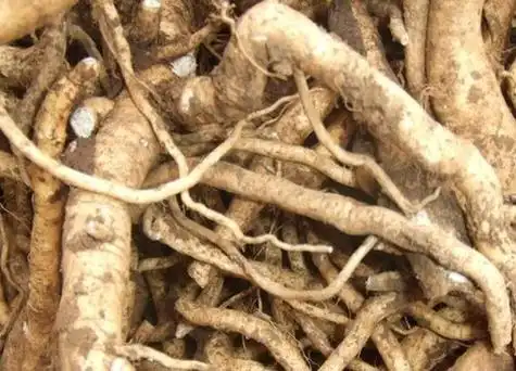 板蓝根的根长什么样子