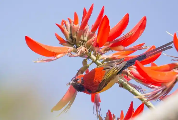 来凤山的茶花园吸引了很多小鸟,重点拍摄的对象是蓝喉太阳鸟.