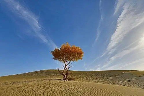 ctps.cn-- 呼唤苍天 高原之虎