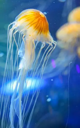 梦幻海洋生物水母高清手机壁纸