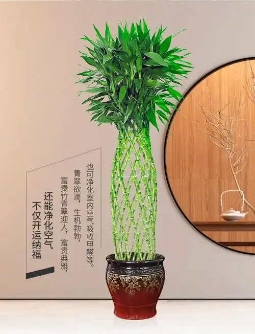 北京同城富贵竹笼盆栽公司前台大厅招财植物节节高升乔迁送礼绿植