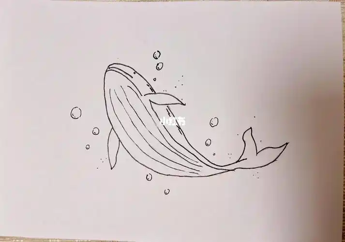 关于我画了一个鲸鱼这件事