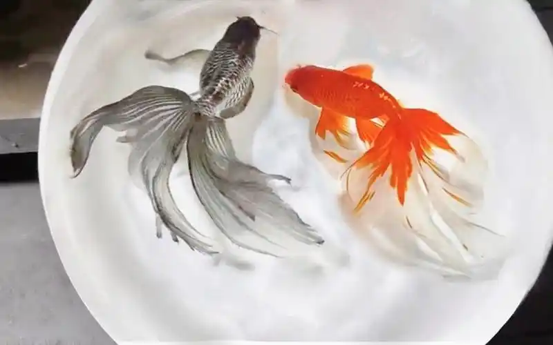 【中国传统金鱼·丹凤】感君缠绵意,系在红罗襦.