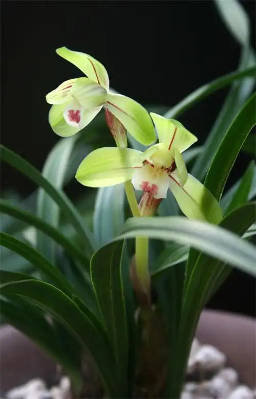 全世界最顶级的兰花汇总