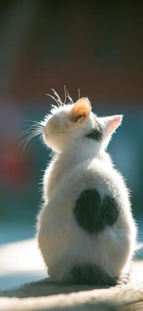 记录喜欢的壁纸小动物篇