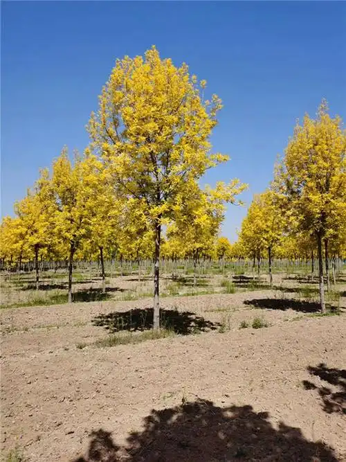 金叶白蜡苗木,金叶白蜡树苗,保定白蜡基地-东方苗木网