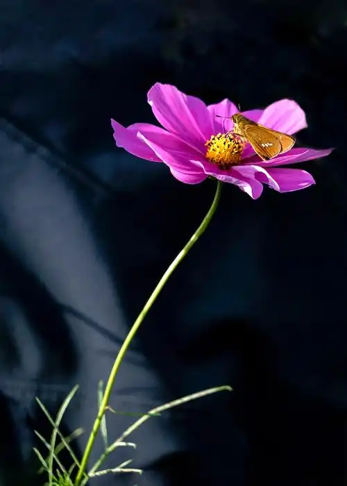 《淞园摄影一组作品每月鉴赏》第十一期