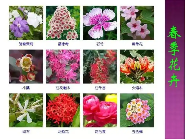 超全常见花卉植物图谱(1332种)