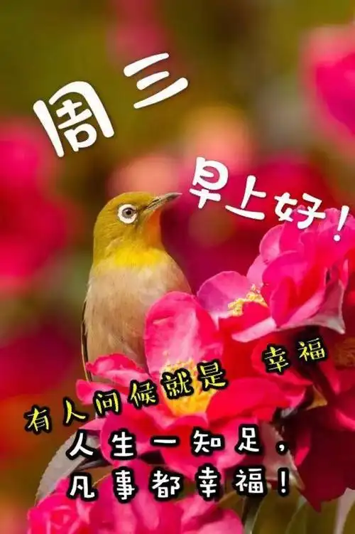 金秋最漂亮的早上问候语录图片表情 周三快乐早上好祝福问候语