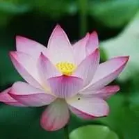 寻找荷花做头像的图片【点击鼠标右键下载】