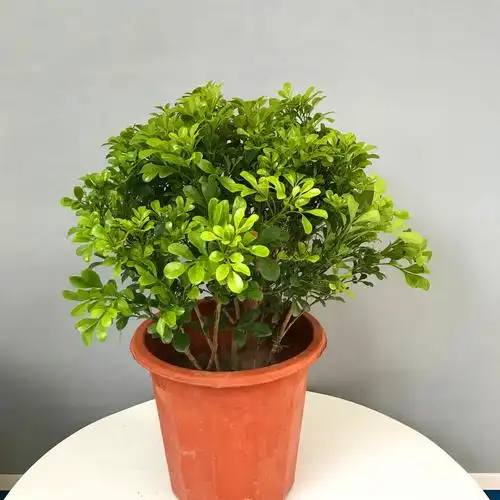 米兰花盆栽植物净化空气木本植物四季开花不断好养花卉花卉