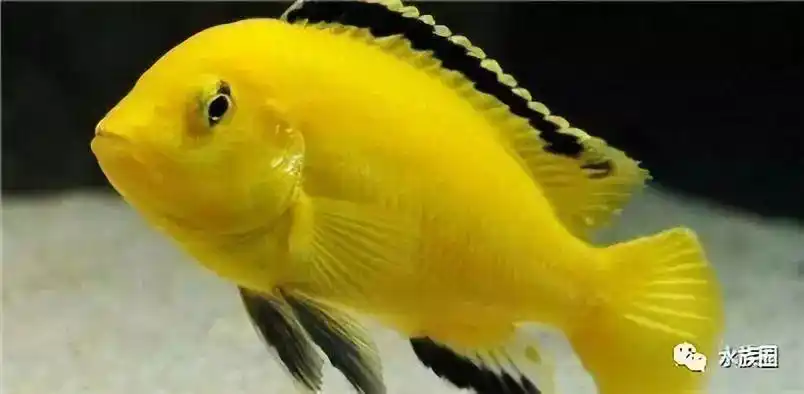 三湖慈鲷繁殖:非洲王子鱼与马鲷的繁殖方法介绍!