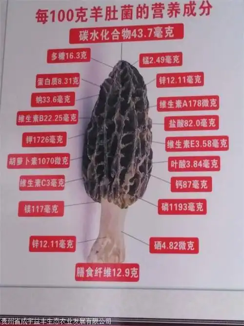 羊肚菌多少钱一斤羊肚菌种植技术