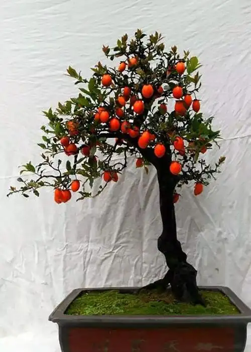 只养一棵金弹子能结果吗(只养一棵金弹子能结果吗视频)