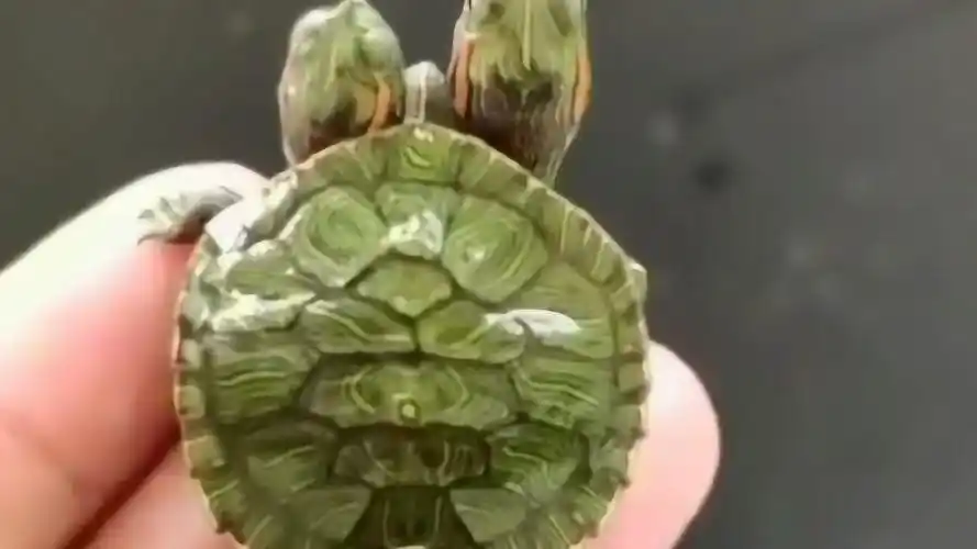 有三个头的乌龟不知道你们见没见过太不可思议了