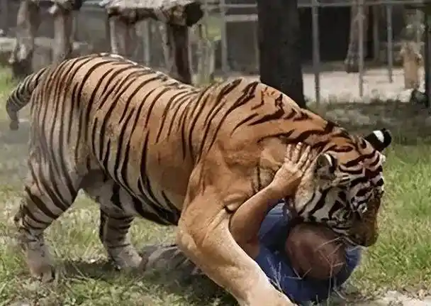 可怕的食人虎:流窜两国吃掉436人,被击杀后才知其吃人原因_老虎_猛虎