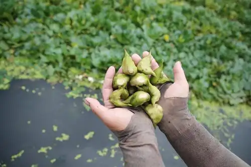 7月10日,江苏省泰州市姜堰区溱潼镇湖滨村村民展示采摘的菱角.