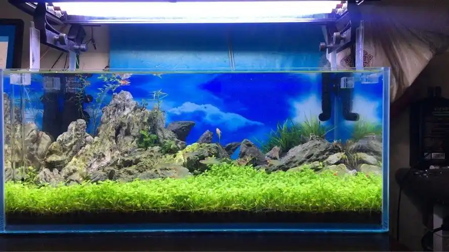 盘点这些年造过的景,玩过的鱼缸 - 水草造景 - cta南美水族 - powered