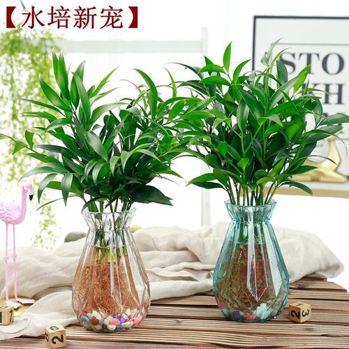 水培富贵竹水养水培植物室内客厅绿植花卉盆栽四季常青招财巴西木