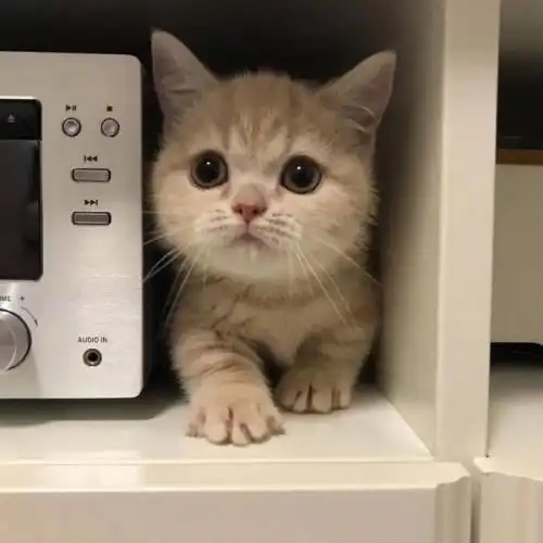 萌宠qq头像大全可爱调皮可爱,最适合女孩子使用了