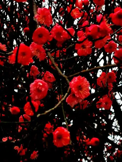 且喜红梅花半开