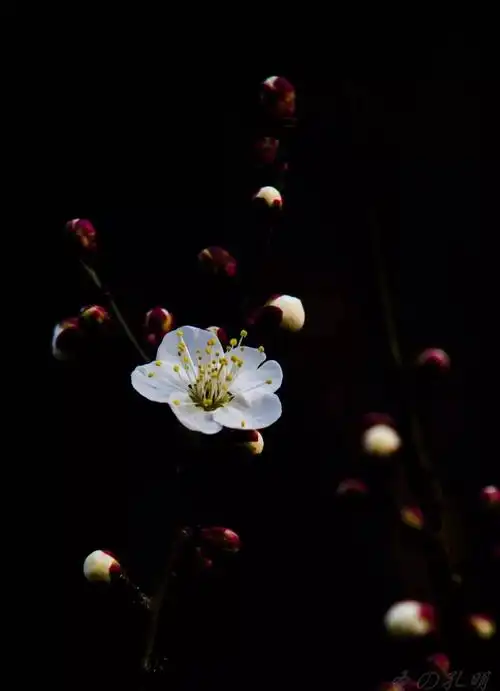 4个方面,30种拍摄技法让您拍摄梅花得心应手