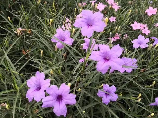 翠芦莉:近年来华南园林中的爆品