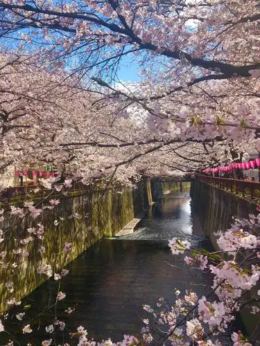 东京赏樱花 - 美篇