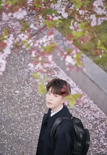 肖战这张在樱花树下的照片,如同干净的少年.肖战