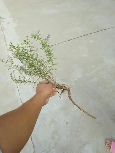 中草药材山西省吕梁市临县野生黄芩枯芩