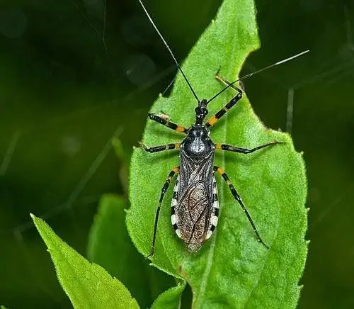 展开全部 环斑猛猎蝽 这类--蝽类虫子都会分泌一种难闻的气味.
