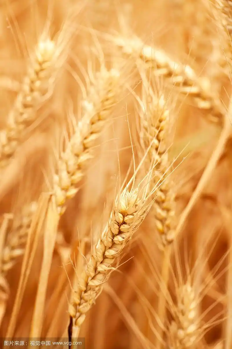 金色的麦子