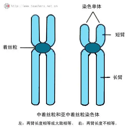 这样应该叫一对同源染色体吧!两个一样的.画工不好.