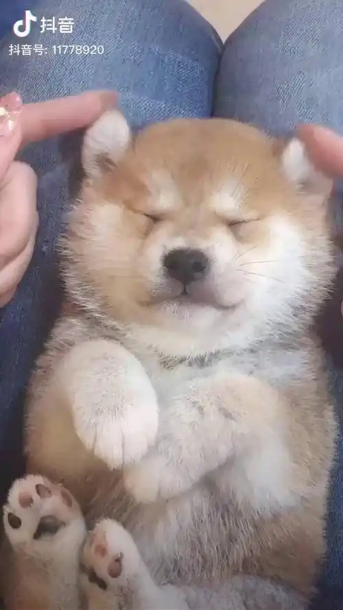 睡的最香的就是你了柴犬小奶狗