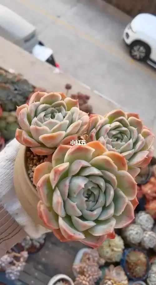 出坑——香妃大老桩,杆子拇指粗_多肉植物_多肉_家居家装_家居装饰