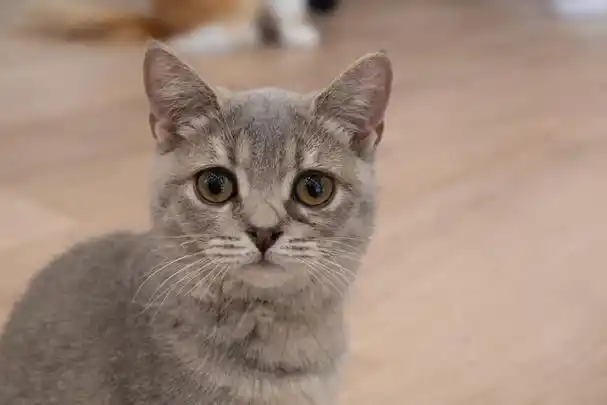 猫咪,这种可爱的小生物,总是能轻易俘获我们的心.