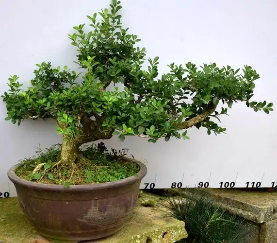 瓜子黄杨盆景实物雀舌黄杨盆景桌面盆栽庭院黄杨造型绿植老桩 桔红色