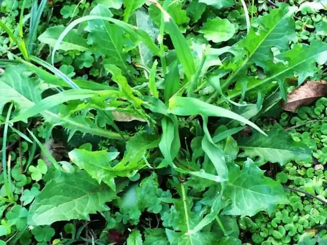 农民争着挖的"救命草",现在几乎被抢光,为什么